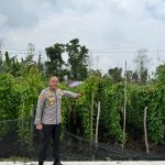 Polda Kalbar Intensifkan Pengawasan Demplot Uwi Ungu, Perkuat Ketahanan Pangan Nasional